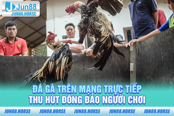 Đá gà trên mạng trực tiếp thu hút đông đảo người chơi