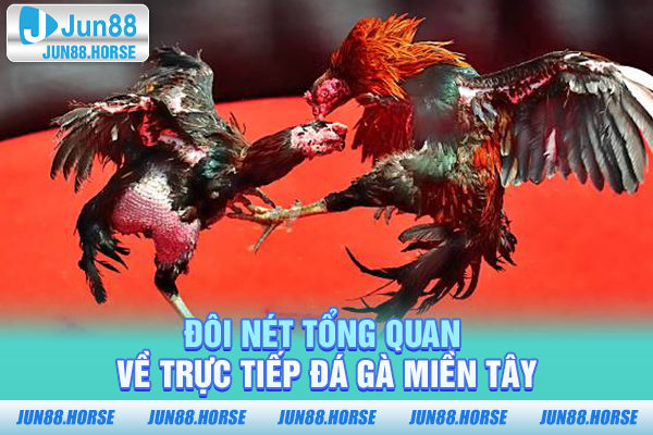 Đôi nét tổng quan về trực tiếp đá gà Miền Tây