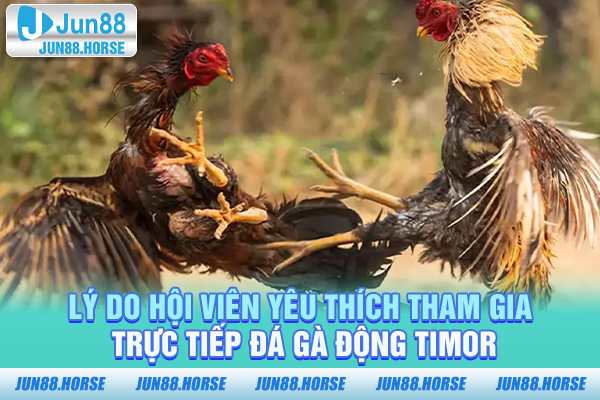 Lý do hội viên yêu thích tham gia trực tiếp đá gà động TIMOR