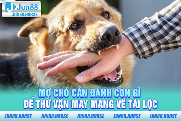 Mơ Chó Cắn Đánh Con Gì Để Thử Vận May Mang Về Tài Lộc