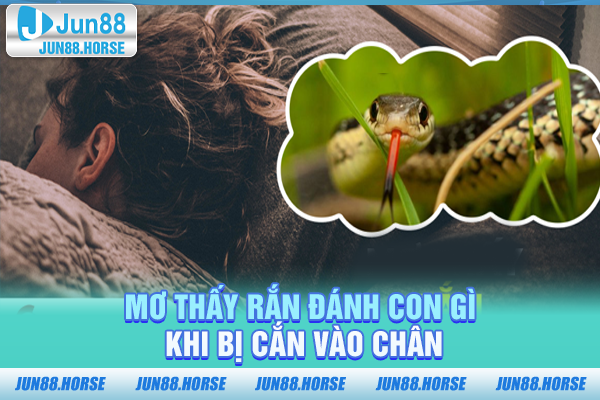 Mơ thấy rắn đánh con gì khi bị cắn vào chân