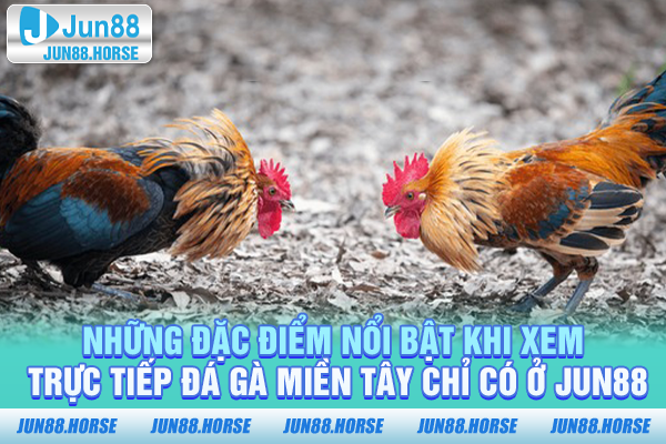 Những đặc điểm nổi bật khi xem trực tiếp đá gà Miền Tây chỉ có ở JUN88