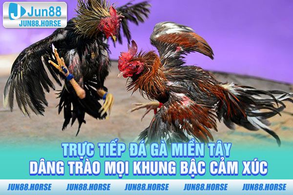 Trực tiếp Đá Gà Miền Tây - Dâng Trào Mọi Khung Bậc Cảm Xúc